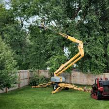 How Our Tree Care Process Works  in  International Falls, MN